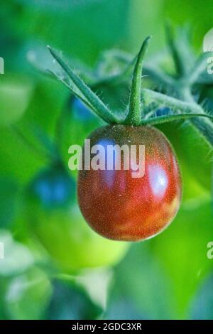 une tomate noire très délicieuse nommée russe noire Banque D'Images