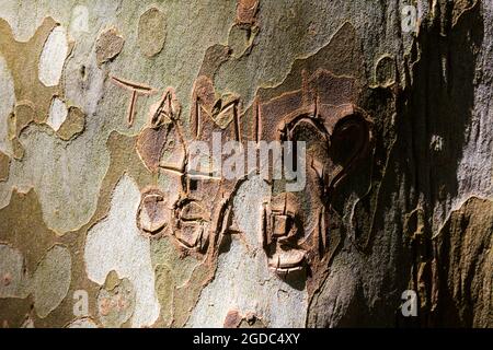Noms et forme de coeur sculptés dans l'écorce de l'avion de londres à Sarvar arboretum, Sarvar, Hongrie Banque D'Images