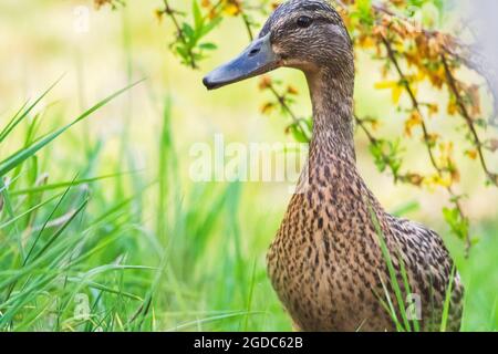 Un portrait en gros plan d'un canard brun marchant à travers l'herbe haute. L'oiseau regarde autour. Banque D'Images