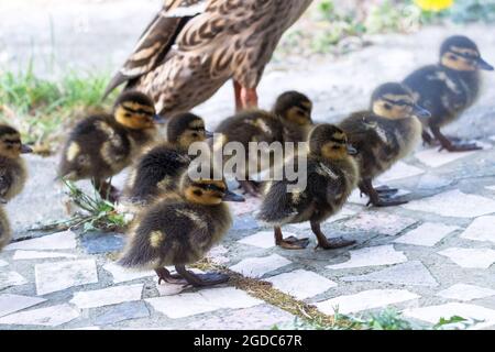 Un portrait d'une mère ou d'un père canard marchant autour avec son petit bébé des canetons ou des poussins. La progéniture marche derrière le parent sur un trottoir Banque D'Images