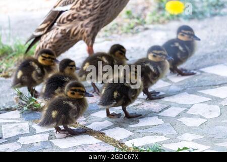 Un portrait d'une mère ou d'un père canard marchant autour avec son petit bébé des canetons ou des poussins. La progéniture marche derrière le parent sur un trottoir Banque D'Images