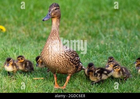 Un portrait d'une mère ou d'un père canard marchant autour avec son petit bébé des canetons ou des poussins. La progéniture marche derrière le parent. Banque D'Images