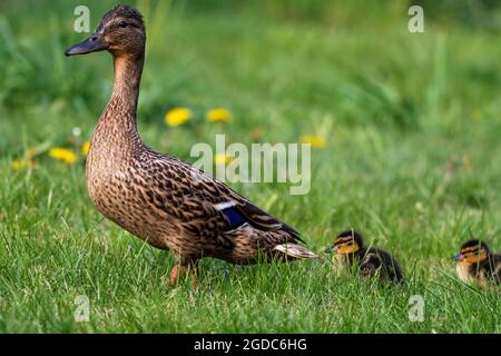 Un portrait d'une mère ou d'un père canard marchant autour avec son petit bébé des canetons ou des poussins. La progéniture marche derrière le parent dans une rangée. Banque D'Images