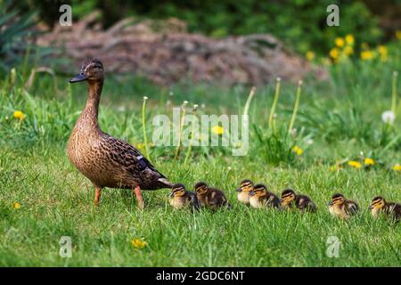 Un portrait d'une mère ou d'un père canard marchant autour avec son petit bébé des canetons ou des poussins. La progéniture marche derrière le parent dans une rangée. Banque D'Images