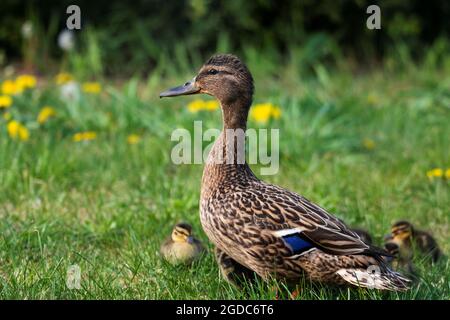 Un portrait d'une mère ou d'un père canard marchant autour avec son petit bébé des canetons ou des poussins. La progéniture marche derrière le parent. Banque D'Images