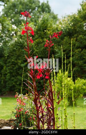 Gros plan de la belle plante rouge vif à fleurs Lobelia Cardinalis, une plante vivace d'étang herbacée Banque D'Images