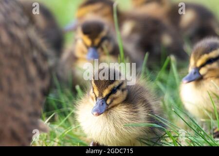 Un portrait de gros plan d'un bébé canard marchant dans l'herbe entre d'autres poussins derrière leur oiseau-mère. Les plumes à fourrure des petits animaux sont jaune Banque D'Images