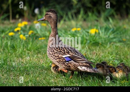 Un portrait d'une mère ou d'un père canard marchant autour avec son petit bébé des canetons ou des poussins. La progéniture marche derrière le parent. Banque D'Images