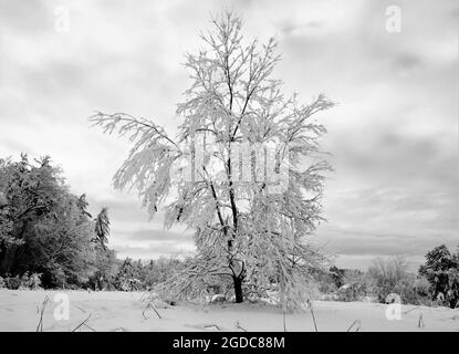 Image en noir et blanc d'un arbre couvert de neige de la Nouvelle-Angleterre en hiver Banque D'Images