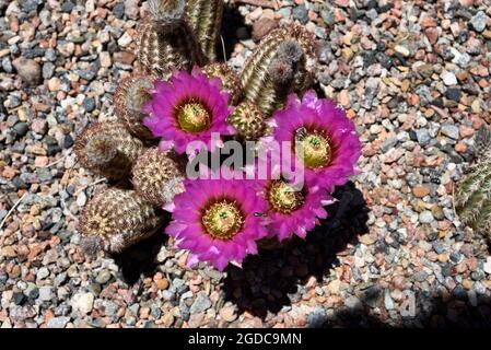 Un cactus de hérisson fleurit dans un jardin à Santa Fe, au Nouveau-Mexique. Banque D'Images