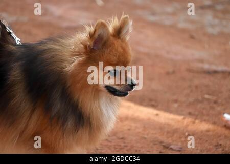Gros plan d'un mignon spitz allemand marchant dans un parc Banque D'Images