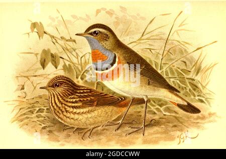 John Gerrard Keulemans (Johannes Gerardus Keulemans) Illustration ancienne de l'oiseau britannique - gorge bleue arctique - Cyanecula suecica - Luscinia svecica Banque D'Images