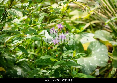 Société ail (Tulbaghia violacea) également connu sous le nom d'Agapanthus rose, ail sauvage, ail doux, bulbes de printemps ou fleurs de printemps dans un jardin à Medellin, Banque D'Images