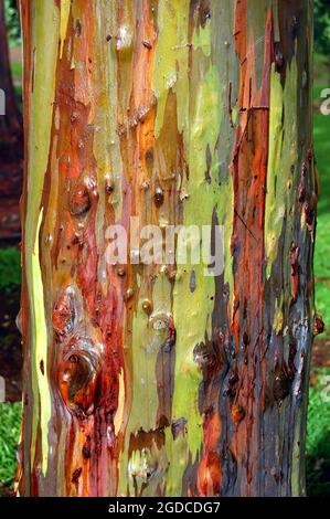 L'image gros plan montre la coloration de l'écorce de l'Eucalyptus arc-en-ciel sur l'île de Kauai, Hawaï. Banque D'Images