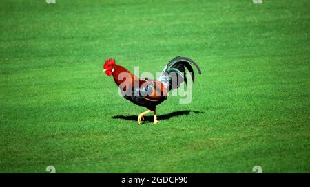 Rooster Struts de l'autre côté du parcours de golf sur l'île de Kauai, Hawaï. Plumes et peigne aux couleurs vives. L'herbe entoure le coq. Banque D'Images