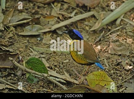 Gurney's Pitta (Hydrornis gurneyi) adulte mâle sur le sol forestier Khao Nor Chuchi, Thaïlande Février Banque D'Images