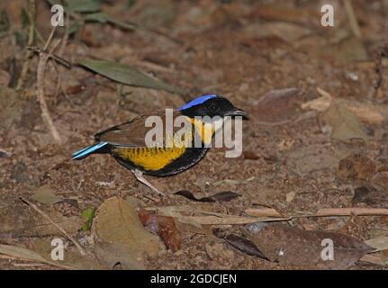 Gurney's Pitta (Hydrornis gurneyi) adulte mâle sur le sol forestier Khao Nor Chuchi, Thaïlande Février Banque D'Images