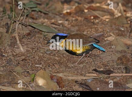 Gurney's Pitta (Hydrornis gurneyi) adulte mâle sur le sol forestier Khao Nor Chuchi, Thaïlande Février Banque D'Images