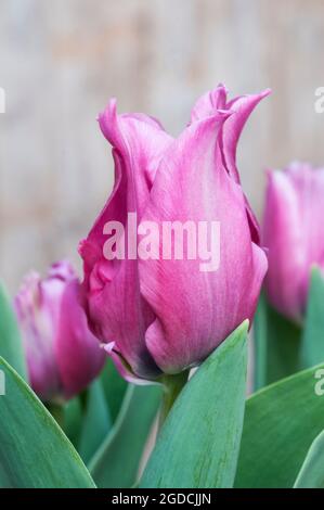 Gros plan de tulipa Virichic. Tulipe rose et verte à floraison mi-printemps, bicolore, appartenant au groupe Viridiflora de tulipes Division 8 Banque D'Images