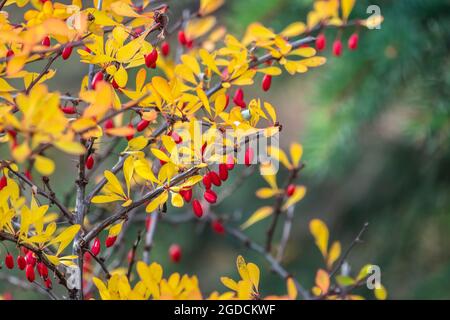 Baies rouges de barberry sur une branche de Bush en gros plan. Brousse de baryre dans le jardin d'automne. Berberis, communément appelé barberry. Banque D'Images