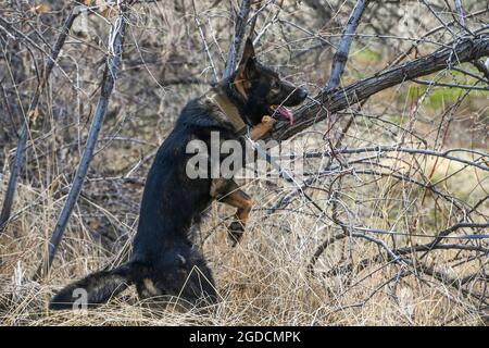 Le chien de travail militaire Jimo, du 75e Escadron des forces de sécurité, s'enprise dans des matériaux explosifs dans un arbre lors de l'entraînement du 10 mars 2021, à la base aérienne Hill, Utah. (États-Unis Photo de la Force aérienne par Cynthia Griggs) Banque D'Images