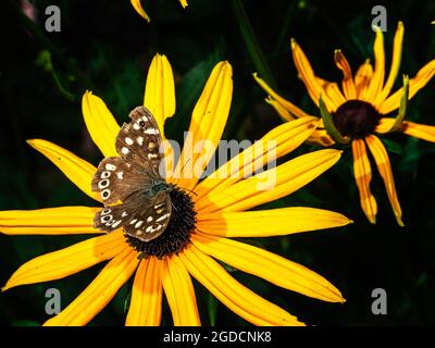 Le papillon en bois moucheté (Pararge aegeria) sur une fleur de Rudbeckia fulgida sullivanti Goldsturm Banque D'Images