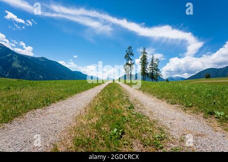 Sentier à travers la prairie alpine de montagne avec cinq grands mélèzes pendant la journée ensoleillée d'été avec des nuages pittoresques à Mieming, Tirol, Autriche Banque D'Images