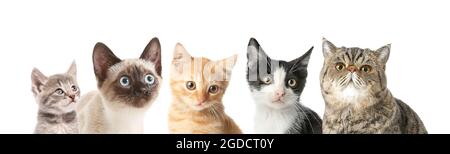 Des chats drôles mignons sur fond blanc Banque D'Images