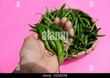 Main tenant les piments verts chauds et foncés fraîchement cueillis épicés dans le panier. Les poivrons verts biologiques récoltent dans un panier en osier Banque D'Images
