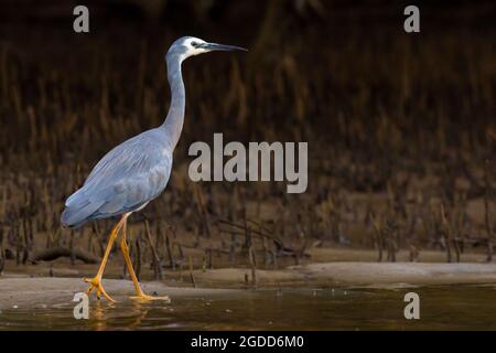 Héron à face blanche (Egretta novaehollandiae) marchant sur le bord de la crique avec des racines de mangrove en arrière-plan à marée basse. Kingscliff, Nouvelle-Galles du Sud, Australie Banque D'Images