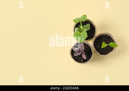 Plante des semis dans des pots de tourbe sur fond de couleur Banque D'Images