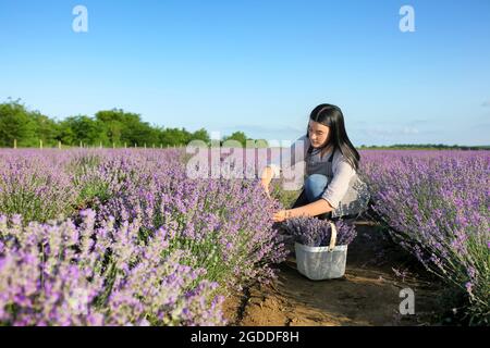 Femme cultivateur coupant des fleurs de lavande dans le champ Banque D'Images