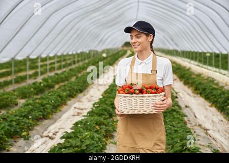 Vue de face d'une jeune femme attrayante en tablier beige et casquette noire récoltant de savoureuses fraises dans une serre moderne. Concept de panier en osier avec de délicieuses fraises. Banque D'Images