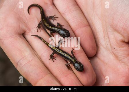 Salamandre à long embout de Santa Cruz (Ambystoma macrodactylum croceum) une sous-espèce en voie de disparition se trouve seulement dans une petite zone côtière de la Californie. Banque D'Images