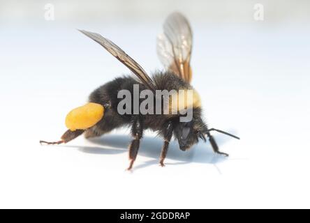 L'abeille Bumble de l'Ouest (Bombus occidentalis) était autrefois commune, maintenant de plus en plus rare dans l'ouest de l'Amérique du Nord Banque D'Images