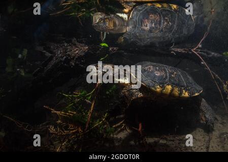 Actinemys marmorata - une tortue de l'étang du Nord-Ouest, nage sous l'eau dans une rivière californienne claire. Cette espèce de tortue indigène est considérée comme menacée. Banque D'Images