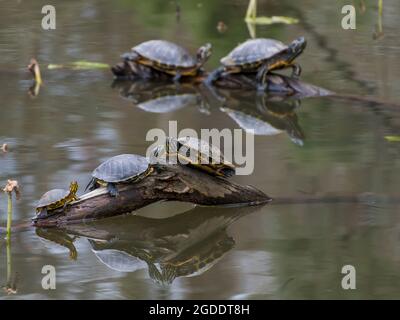 Des tortues coulissantes à oreilles rouges se prélassent sur des rondins dans un étang. Banque D'Images