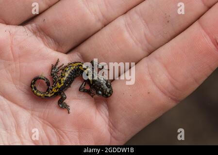 Salamandre à long embout de Santa Cruz (Ambystoma macrodactylum croceum) une sous-espèce en voie de disparition se trouve seulement dans une petite zone côtière de la Californie. Banque D'Images