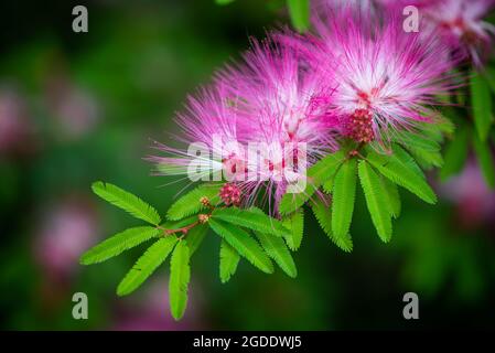 Albizia julibrissin Durazz fleurs vue rapprochée à Chengdu, province du Sichuan, Chine Banque D'Images