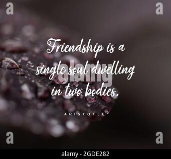 Citation d'Aristote. L'amitié est une âme unique qui habite deux corps. Banque D'Images