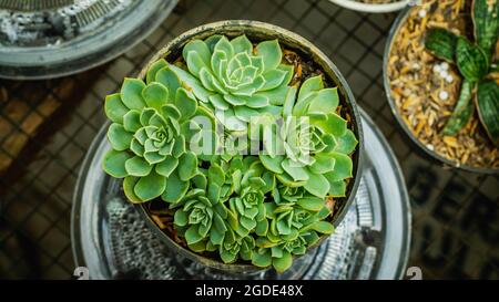 Détail d'Echeveria, belle plante succulente Banque D'Images