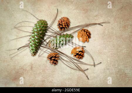 Cônes de pin de sapin brun et vert et aiguilles de pin sur fond dtexturé. Banque D'Images