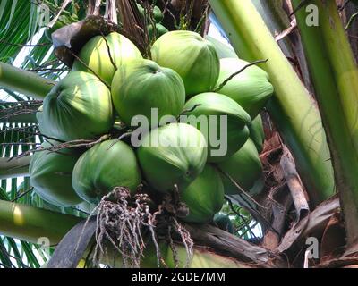 Gros plan de jeunes noix de coco vertes tropicales fraîches sur les arbres Banque D'Images