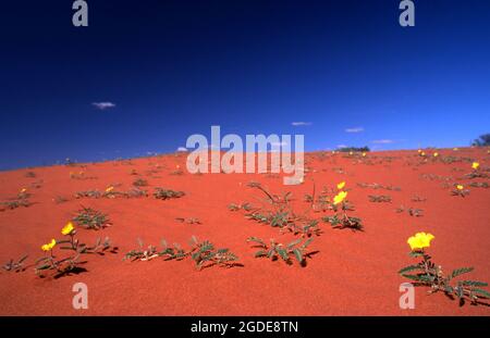 FLEURS SAUVAGES JAUNES ÉCLOIENT SUR UNE DUNE DE SABLE ROUGE DANS LE DÉSERT DE SIMPSON, EN AUSTRALIE CENTRALE. Banque D'Images