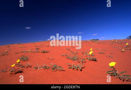 FLEURS SAUVAGES POUSSANT SUR UN SANDUNE DANS LE DÉSERT DE SIMPSON, CENTRE DE L'AUSTRALIE. Banque D'Images