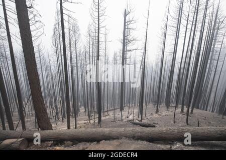 Greenville, États-Unis. 13 août 2021. Des arbres brûlés se trouvent dans la forêt charroulée à l'extérieur de Greenville, en Californie, le jeudi 12 août 2021. Le feu Dixie a maintenant brûlé plus d'un demi-million d'acres et nivelé la ville de Greenville. Photo de Terry Schmitt/UPI crédit: UPI/Alay Live News Banque D'Images