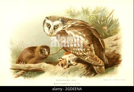 Illustration de Tengmalms Owl - personnage de couleur des oiseaux des îles britanniques - Archibald Thorburn d'époque. Banque D'Images