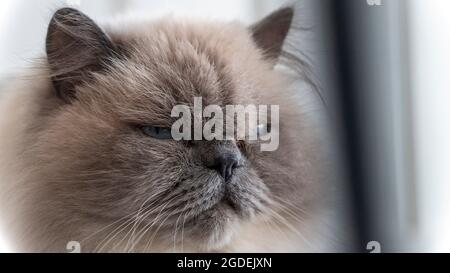 Joli chat Ragdoll avec une fourrure blanche et moelleuse qui a l'air grincheux ou en colère. Banque D'Images