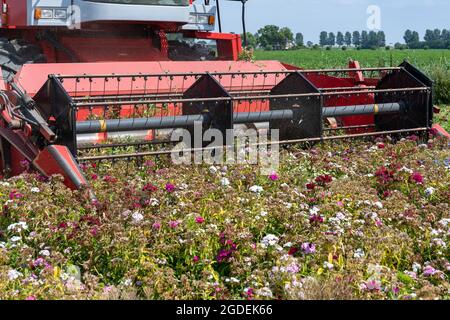 Une moissonneuse-batteuse récolte les fleurs du champ. C'est ainsi que les graines de fleur sont récoltées à partir de la Sweet williams (Dianthus barbatus) Banque D'Images