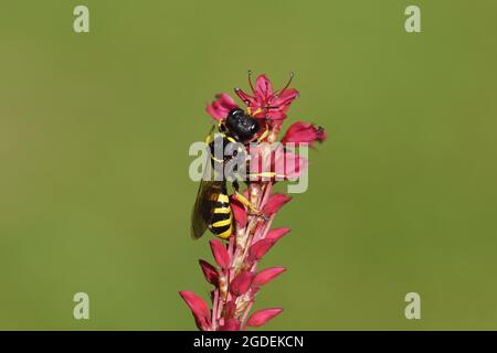 Guêpe Ectemnius céphalotes, guêpes de la famille du sable, guêpes de la digue (Crabronidae ). Sur les fleurs de l'herbe nouée (Polygonum ampelexicaule) Banque D'Images